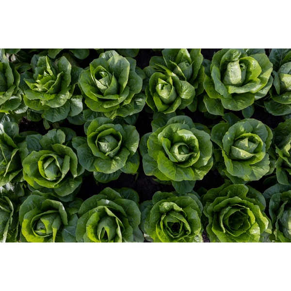 SAMPEDRO RZ product photo view-4 L