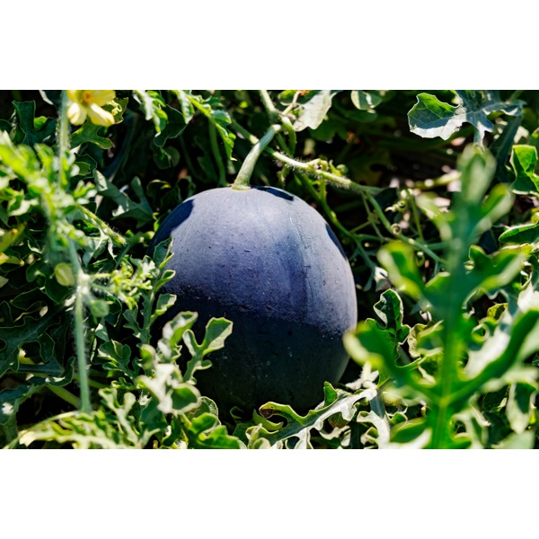 VAIANA F1 (62-SM1906) product photo view-2 L