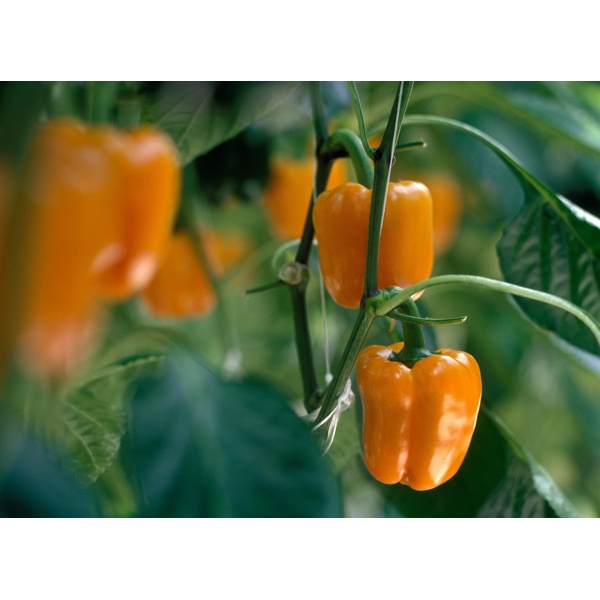 Сімпаті RZ F1 product photo view-3 L