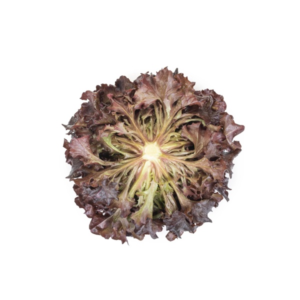 Salanova® AZZEDINE RZ Knox™ - African Eggplant | Rijk Zwaan