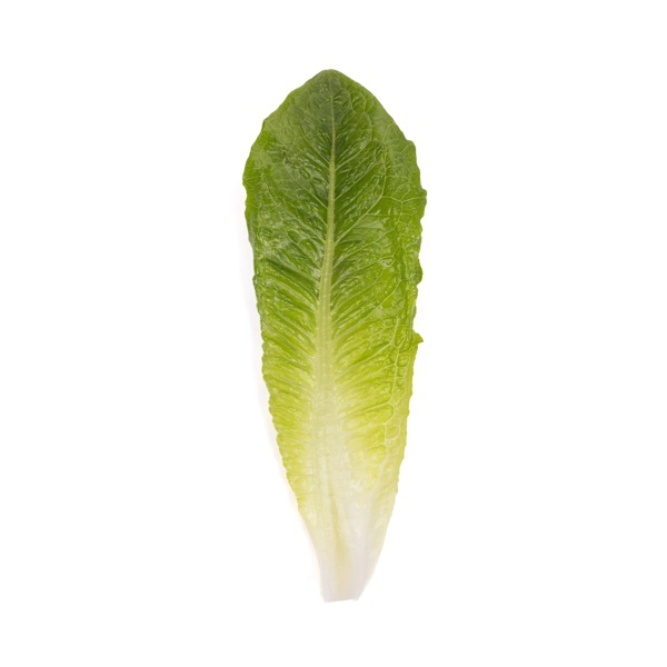 Lettuce Seeds | Cos | PATRONA RZ | Rijk Zwaan USA