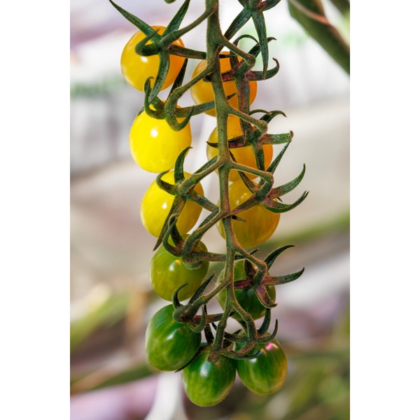 SOTOLIMON RZ F1 (72-MP0049) - Tomato | Rijk Zwaan