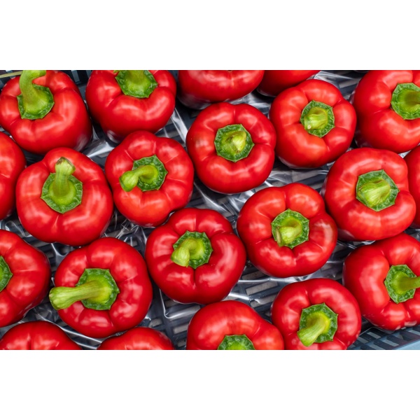 RED JET RZ F1 product photo view-4 L