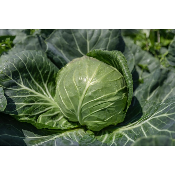 FELISSIMA F1 (30-WC784) Produktbild front L