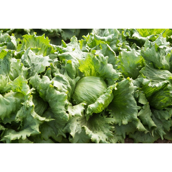 45-474 RZ (FINLANDIA RZ) product photo view-2 L