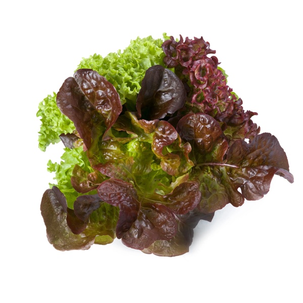 SATURDAÏ RZ product photo view-4 L