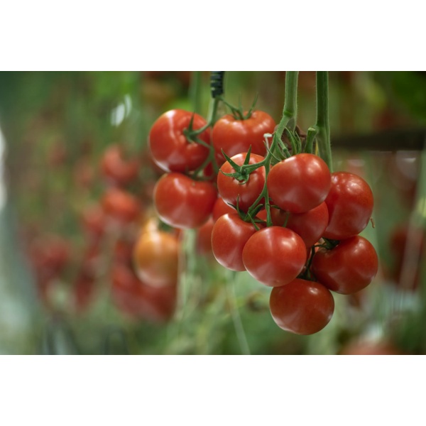 MONDICIA RZ F1 (72-IM6752) - Tomato | Rijk Zwaan