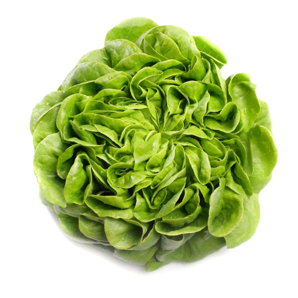 alfalfa Sementes de alface | Salanova® | Alface Lisa | Verde | SARTRE RZ