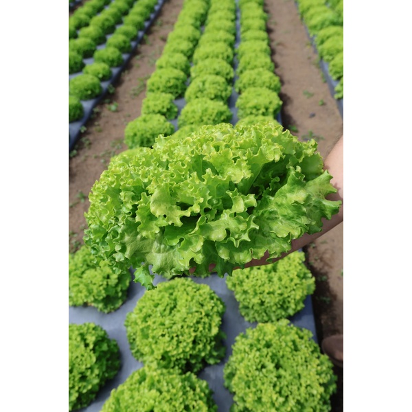 JONCTION RZ product photo view-2 L