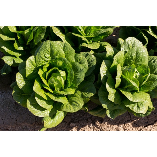 COVERUS RZ (41-CO7367) Knox™ product photo view-3 L