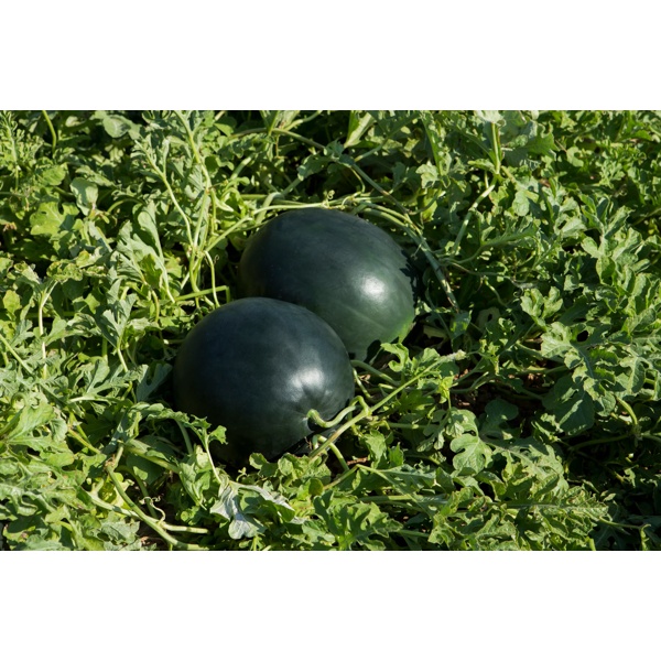 BARONESA RZ F1  product photo view-4 L