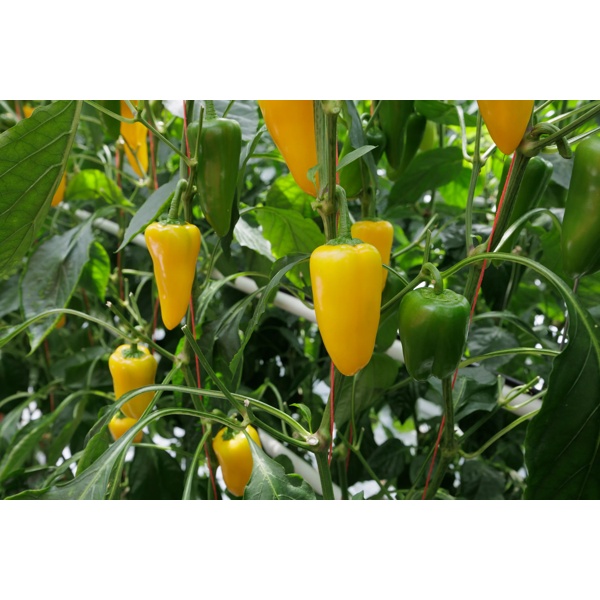 YELLOW COCADA RZ F1 (35-MY1483) product photo view-3 L