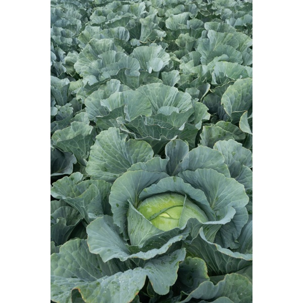 MANOUK RZ F1 product photo view-4 L