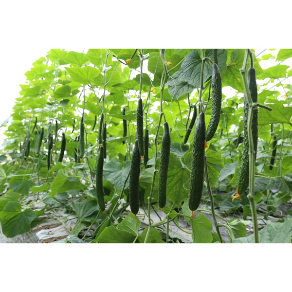 玛香蒂(24-921)Marshyangdi product photo view-3 L