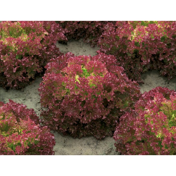 CAVERNET RZ (85-62) product photo view-4 L