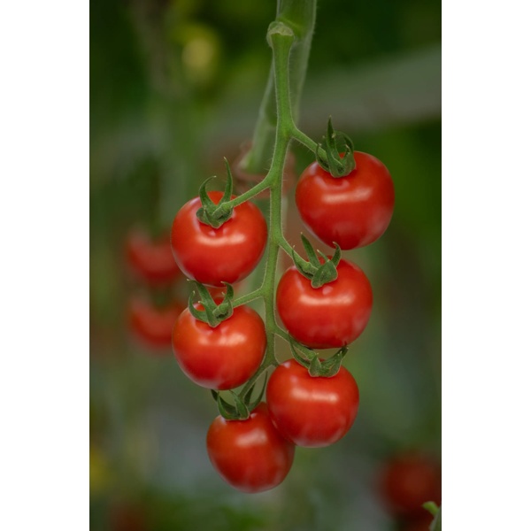 GARRIOSO RZ F1  product photo view-3 L