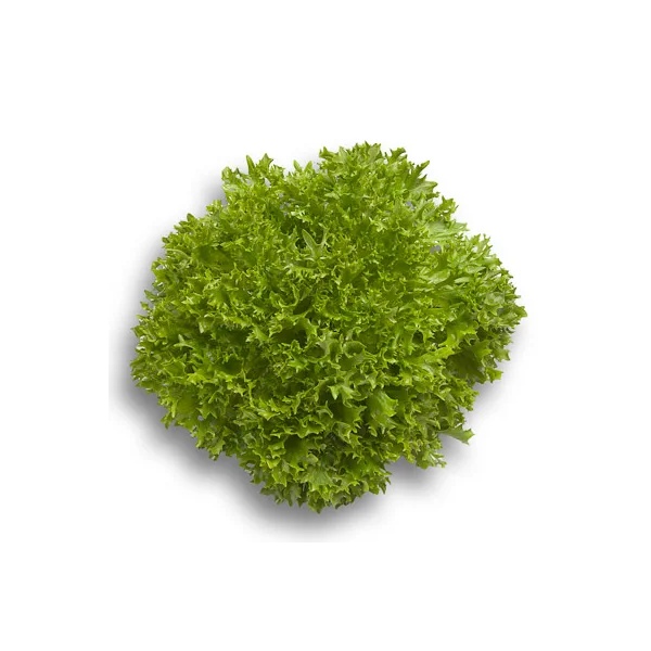 EXPERTISE RZ product photo front L