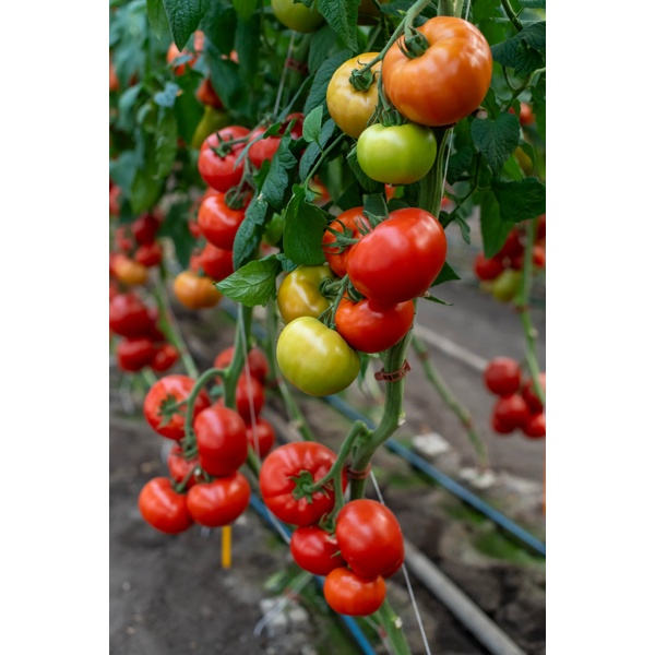 NTAMA RZ F1  product photo view-3 L