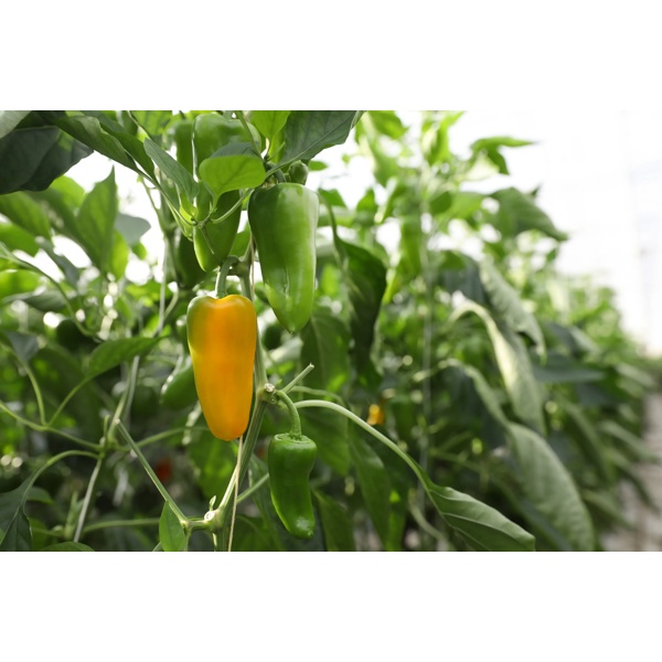 祖帕(35-MY1211)Zuppa product photo view-3 L