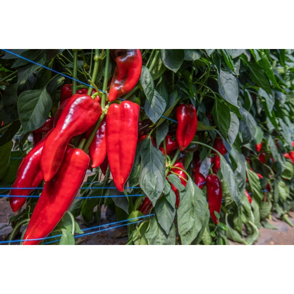 BALCANICA RZ F1 product photo view-2 L