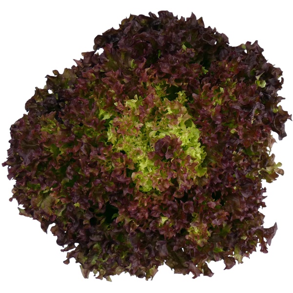 GERALDINE RZ (86-LE5663) - Lettuce | Rijk Zwaan