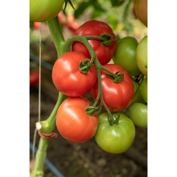 Масумі RZ F1 product photo view-3 L