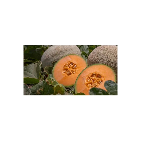 Melon Seeds | Western shipper | LSL | CARIBBEAN GOLD RZ F1 | Rijk