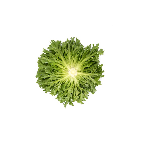 Salanova® EXAUDIO RZ | Lettuce | Vegetable seeds | Rijk Zwaan USA