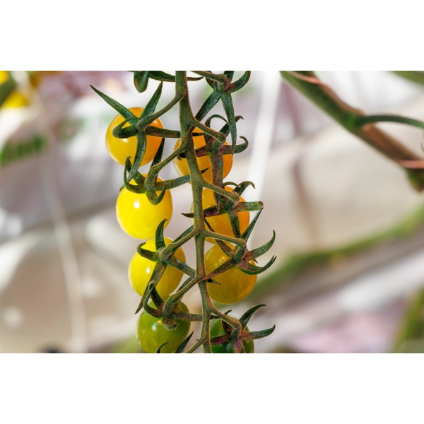 SOTOLIMON RZ F1 product photo view-2 L
