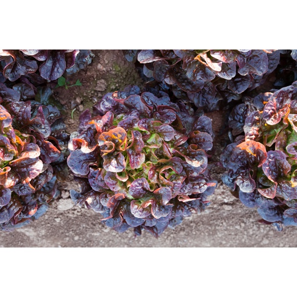CORNOUAÏ RZ (83-98) product photo view-4 L