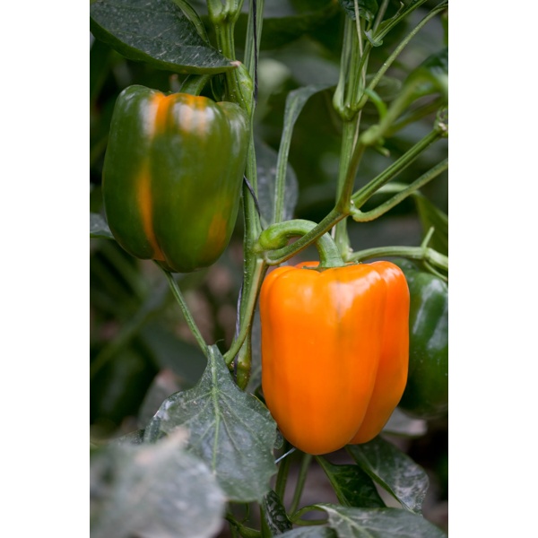 Сімпаті RZ F1 product photo view-5 L