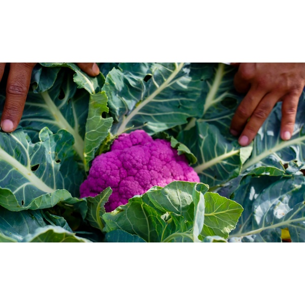 LAVENDER RZ F1  product photo view-3 L