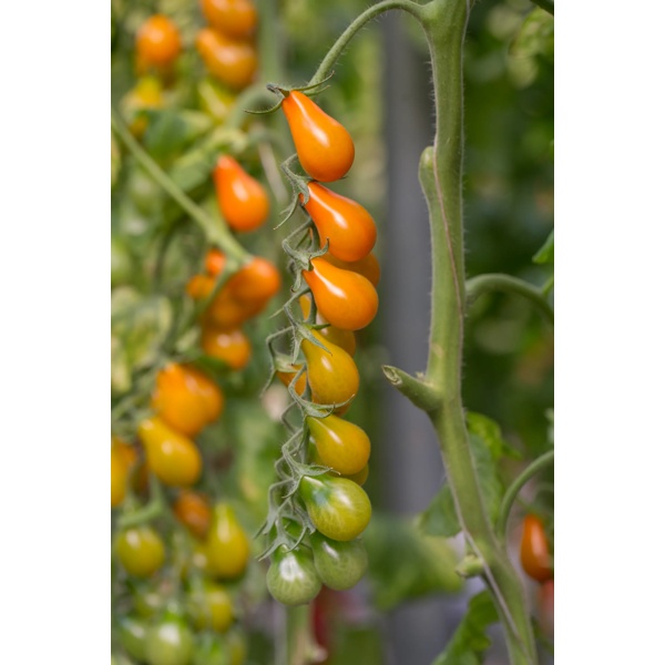 OPERINO RZ F1 (72-187) - Tomato | Rijk Zwaan