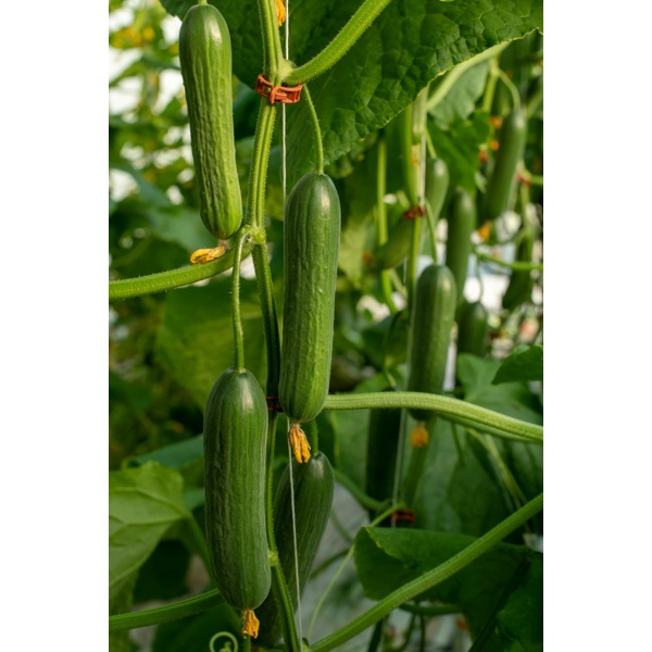 冬之光(22-36)Valleystar product photo view-3 L