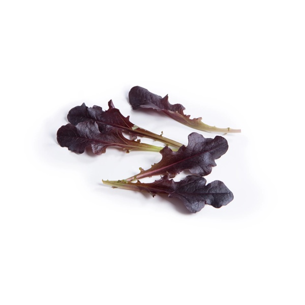 BLOOMQUIST RZ product photo view-2 L