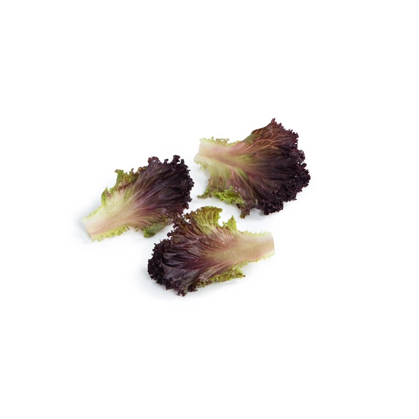 SCAMANDER RZ | Crystal lettuce | Vegetable seeds | Rijk Zwaan