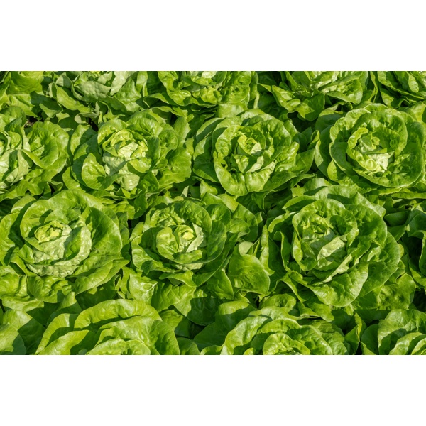 ABELLINA RZ product photo view-4 L