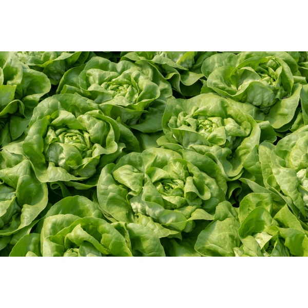 MYLES RZ (42-BU4880) product photo view-3 L