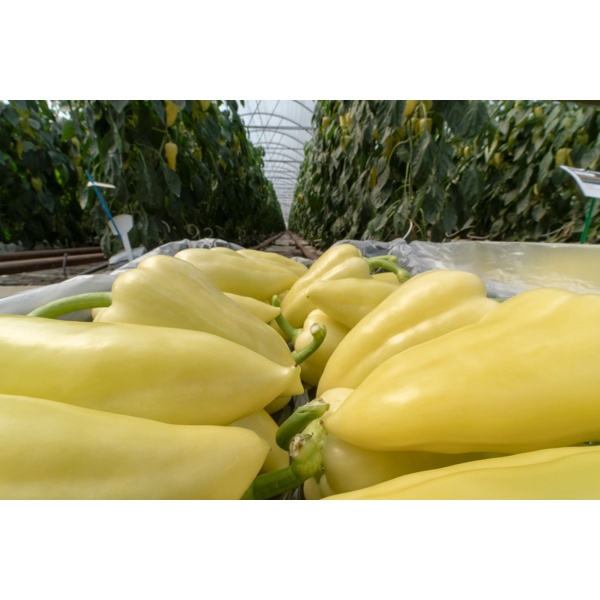 PRIMALIST RZ F1  product photo view-5 L