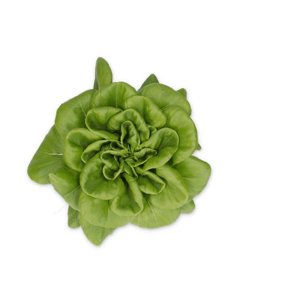 PLENTORIA RZ product photo front L