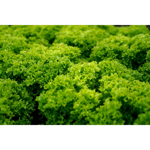 VINTIGO RZ (79-IN1305) Knox™ product photo view-3 L