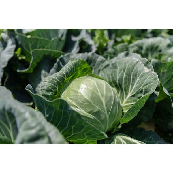 FELISSIMA F1 (30-WC784) Produktbild view-2 L