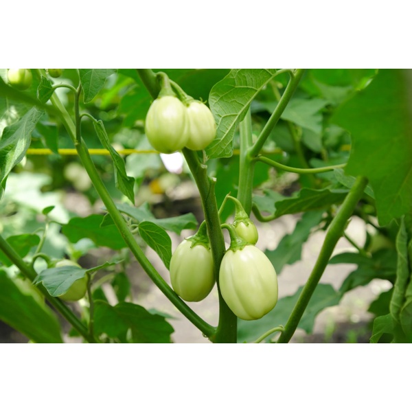 KAZINGA RZ F1 product photo view-3 L