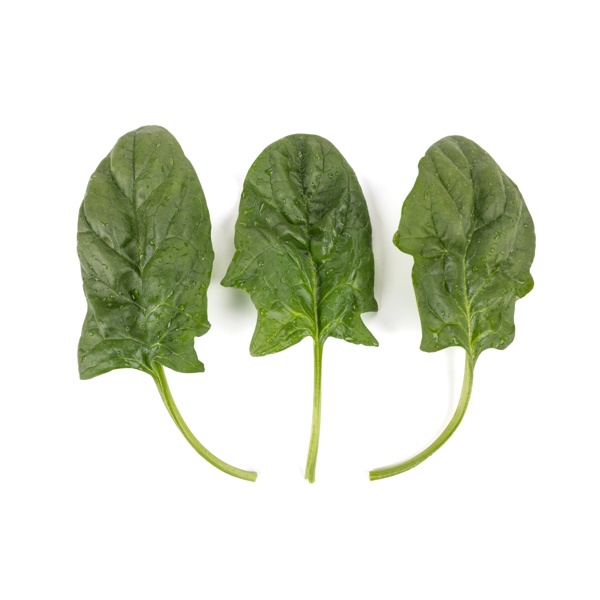 FIREBACK RZ F1 product photo view-2 L