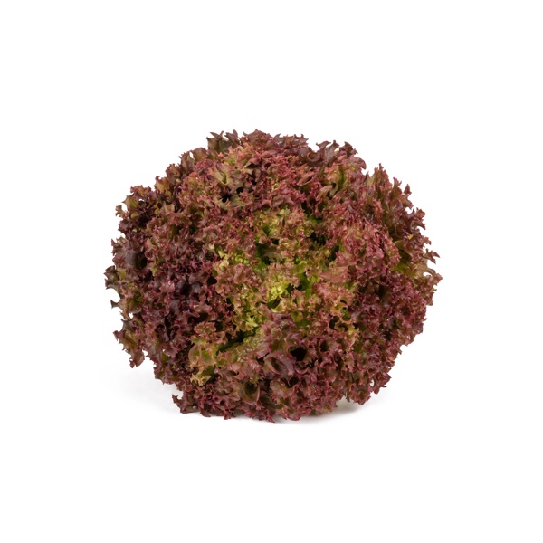 ROONEY RZ product photo front L