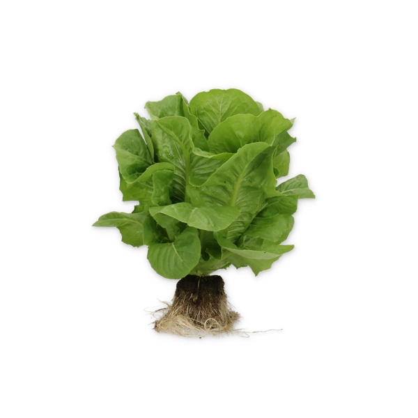 DILAGO RZ product photo view-2 L