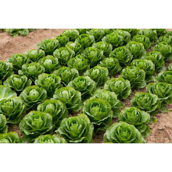 ZIKITA RZ (41-CR2239) product photo view-4 L