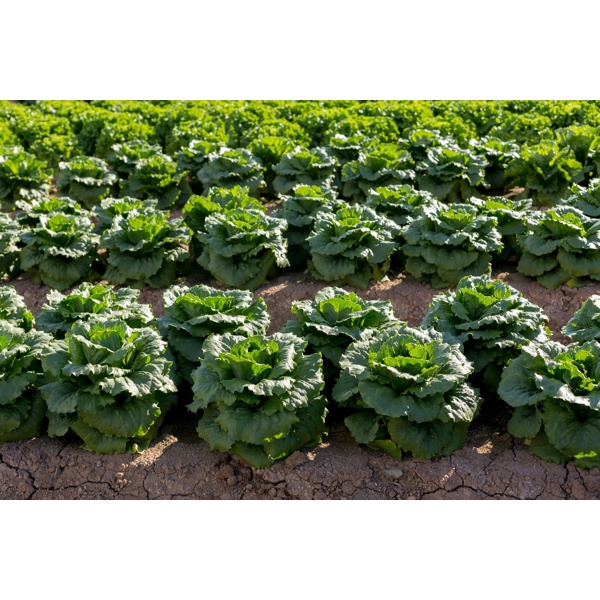 CALESITA RZ (41-CR1402) product photo view-2 L