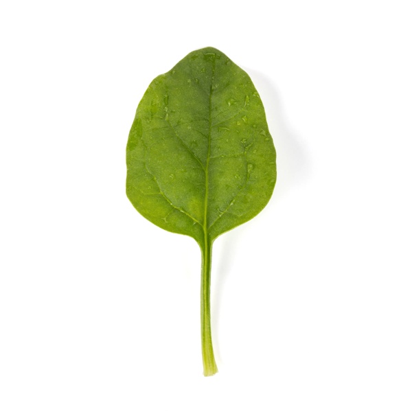 BOOMSLANG RZ F1 (51-SE741) product photo view-2 L