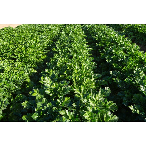 CLOVERDALE RZ F1 (49-RF6075) product photo view-4 L